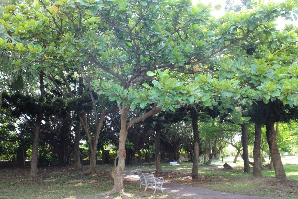 衛生福利部彰化老人養護中心 中心介紹 植物介紹