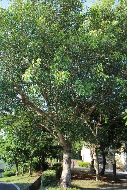 衛生福利部彰化老人養護中心 中心介紹 植物介紹