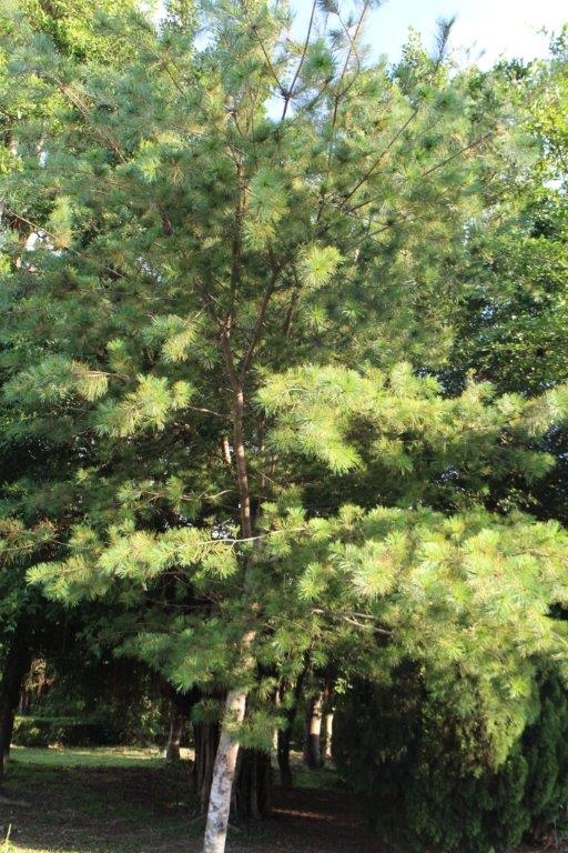 衛生福利部彰化老人養護中心-中心介紹-植物介紹