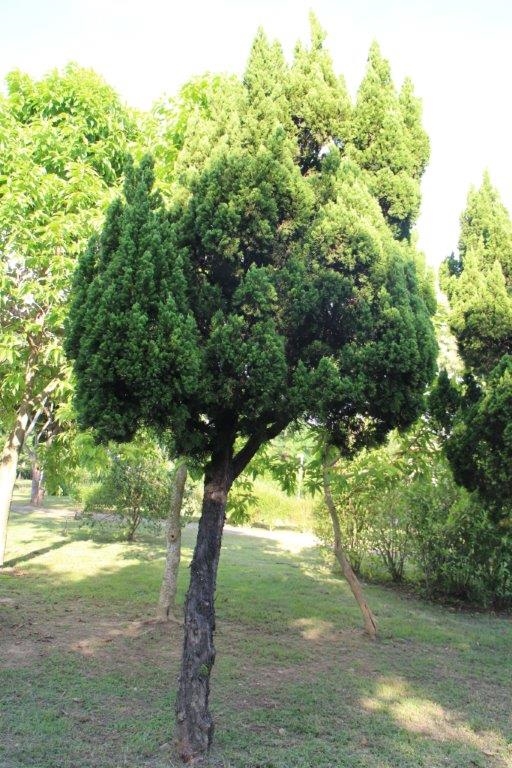 衛生福利部彰化老人養護中心-中心介紹-植物介紹