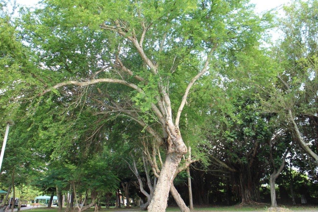 金龜樹